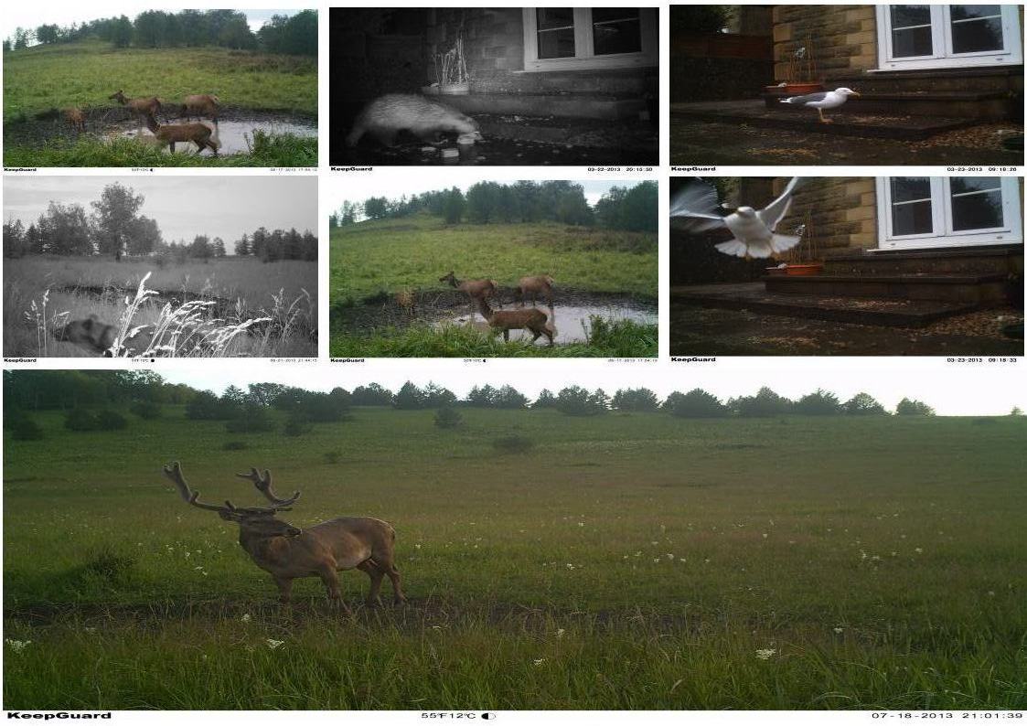 wirless with telephone computer sim card outdoor widlife hunting trail camera