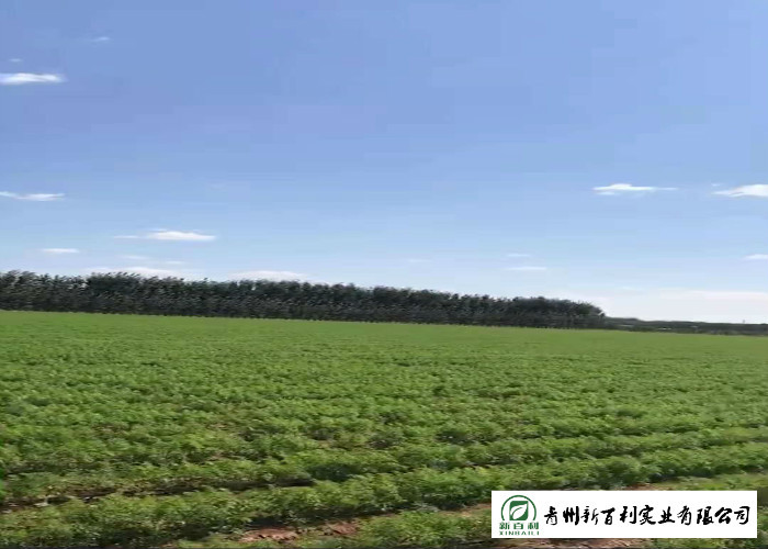HACCP / GAP Standard Fresh Organic Carrots Own Plantation Supply To Supermarket