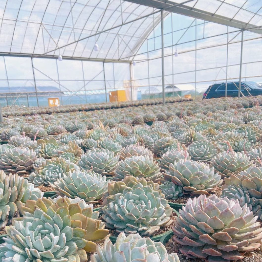 Multi-Span Plastic Greenhouse with Water Pipe