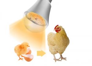 China Chicken Farm Waterproof LED Illumination Lights Dimmable 9W on sale