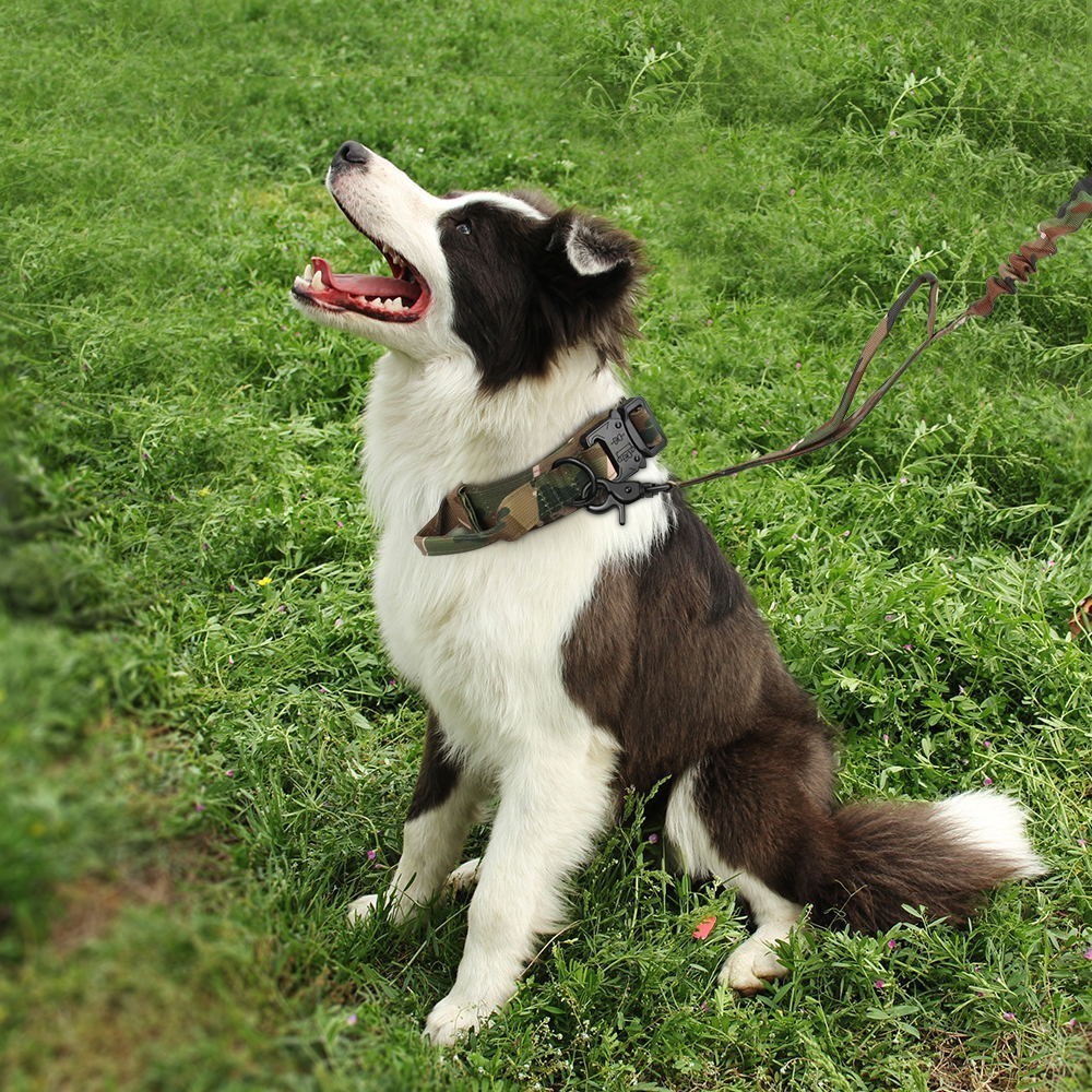 collar the dogs
