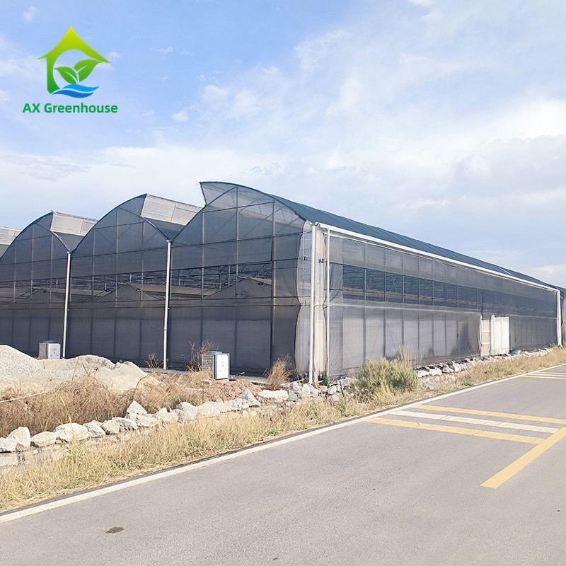 Low Maintenance Poly Tunnel Multi-Span Greenhouse Durable Steel Components