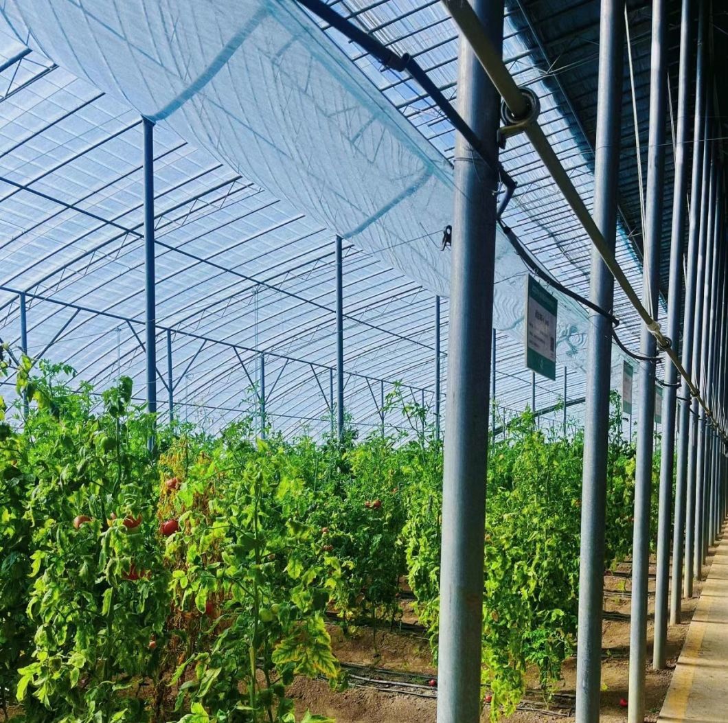 Custom Double Arch Beam Greenhouse for Vegetables Growing