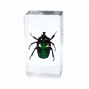 China Insect Amber Resin Craft Table Decoration Paperweight on sale