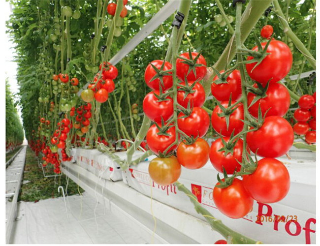 Hanging System Tomato Plant Greenhouse Cover Material Plastic Film 0.12 / 0.15 / 0.20mm
