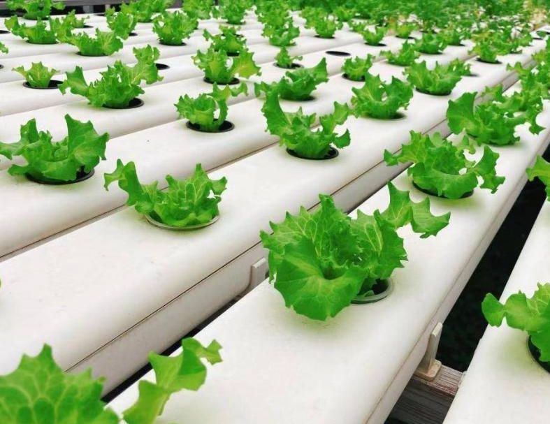 Greenhouse Hydroponic System for Large-Scale Farming