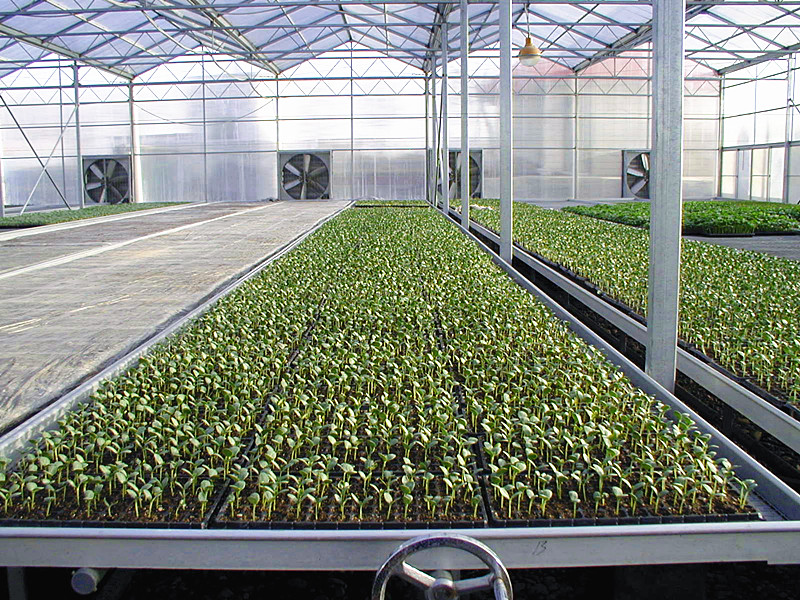 Anti Wind PC Sheet Greenhouse High Light Transmission Span Width 9.6 / 10.8 / 12m
