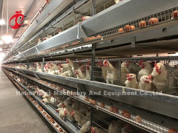 Electric Control Poultry Layer Cage System Layer Chicken Steel Cage Emily