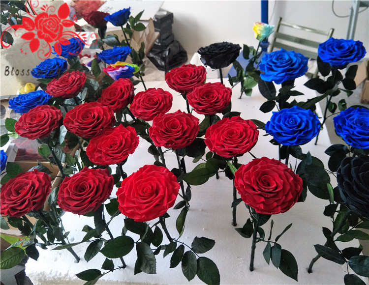 10cm Preserved Flower Rose with Stem Long 30cm Real natural fresh roses