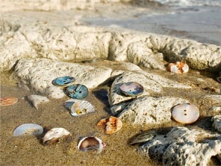 Agoya Shell Buttons | Bulk Clothing Button