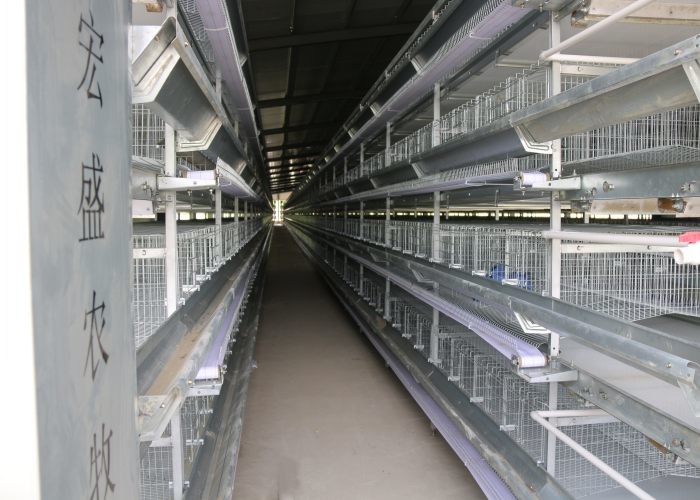 120 Birds Capacity Broiler Chicken Cage Corrosion Resistant For Poultry Farm