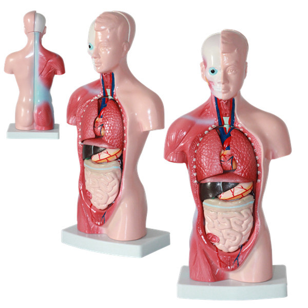 High Quality Medical Anatomy Organs Human Trunk Muscles Model Manikin For Surgery Skills Training