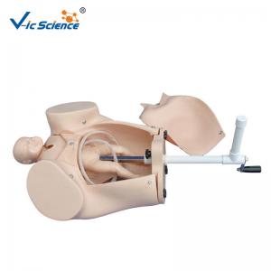 China Plastic Medical Training Manikins  Childbirth Simulator Female Reproductive System Model on sale