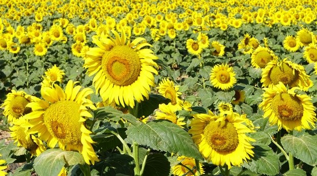10% Max Moisture Oil Extraction Dried Sunflower Kernel