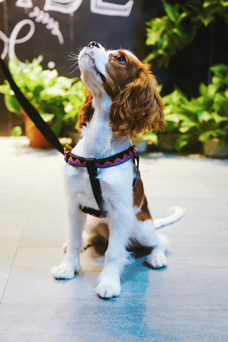 3 Ft 4 Ft 6ft Reflective Dog Lead Leash Purple Training Running Safety Durable