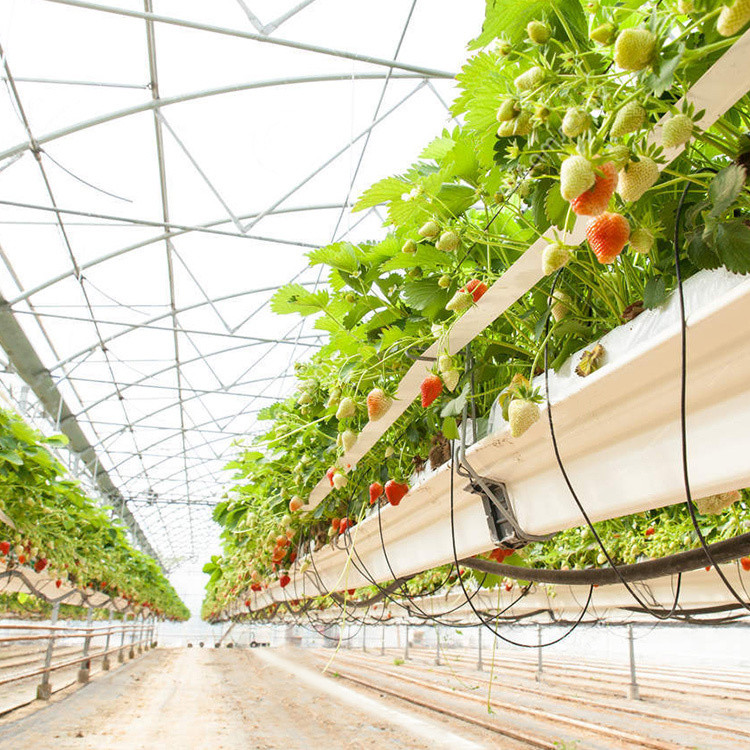 Anti Insect Net Multi Span Hydroponic Tunnel Plastic Greenhouse For Vegetable