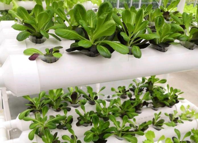 Wet Curtain Controlled Inlluminating Greenhouse