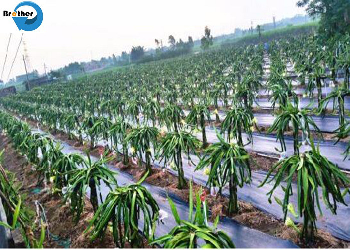 China Wholesale PP/PE Woven Weedmat /PP Woven Ground Cover/Weed Control Fabric for Agriculture /Garden