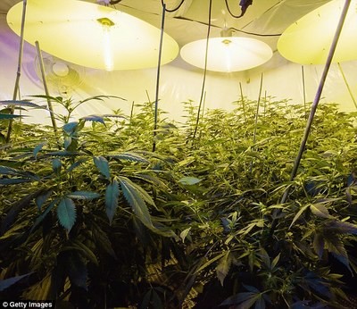 Medicinal Plant Small Light Dep Greenhouse , PE Film Automated Blackout Greenhouse