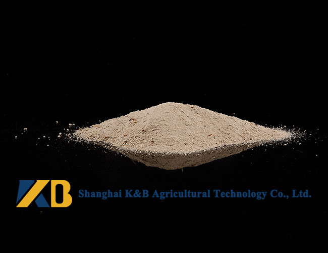 Non GMO 60% Content Rice Protein Powder Ease Digestible Neutral Odor And Flavor