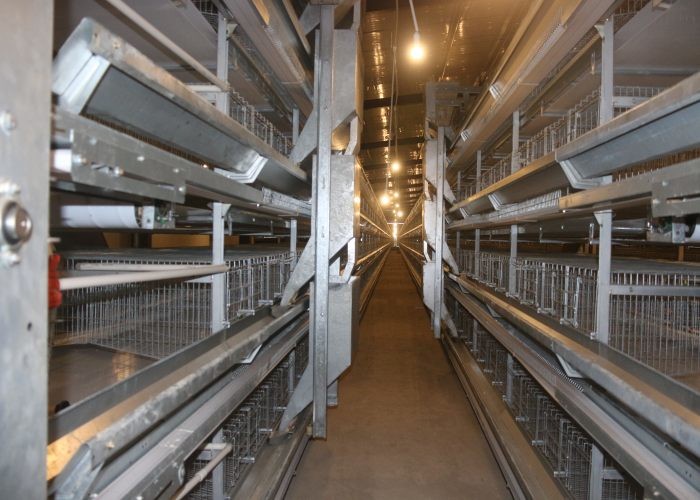 Industrial Poultry Farm Feeding System Comfortable Cage Poultry House