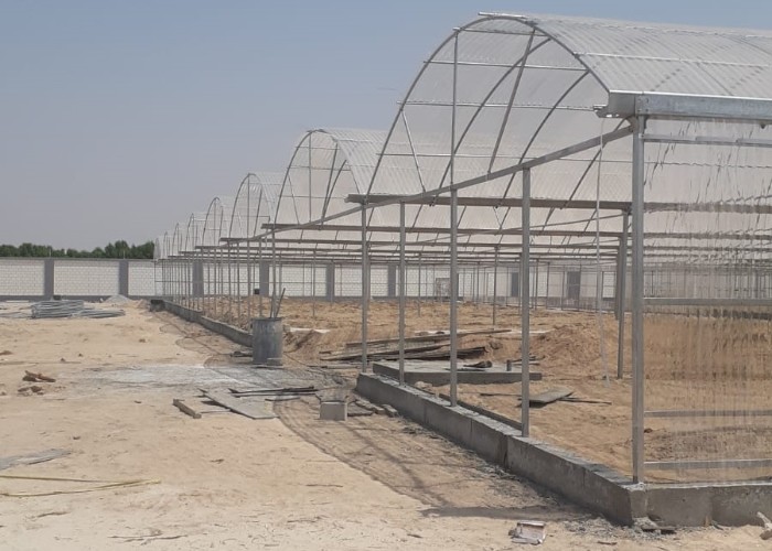 10 X 6 10 X 20 10 X 12 10' X 10 Clear Polycarbonate Greenhouse Wave Sheet Yellow Film Growing Lettuce Leaf Vegetable