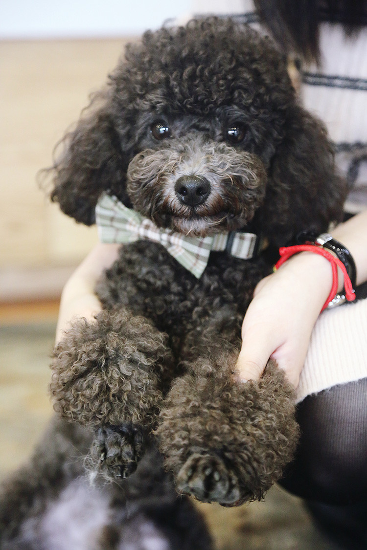 1.5cm 0.59 Inch Comfortable Bow Tie Ribbon Dog Collars With Nameplate Korea Style