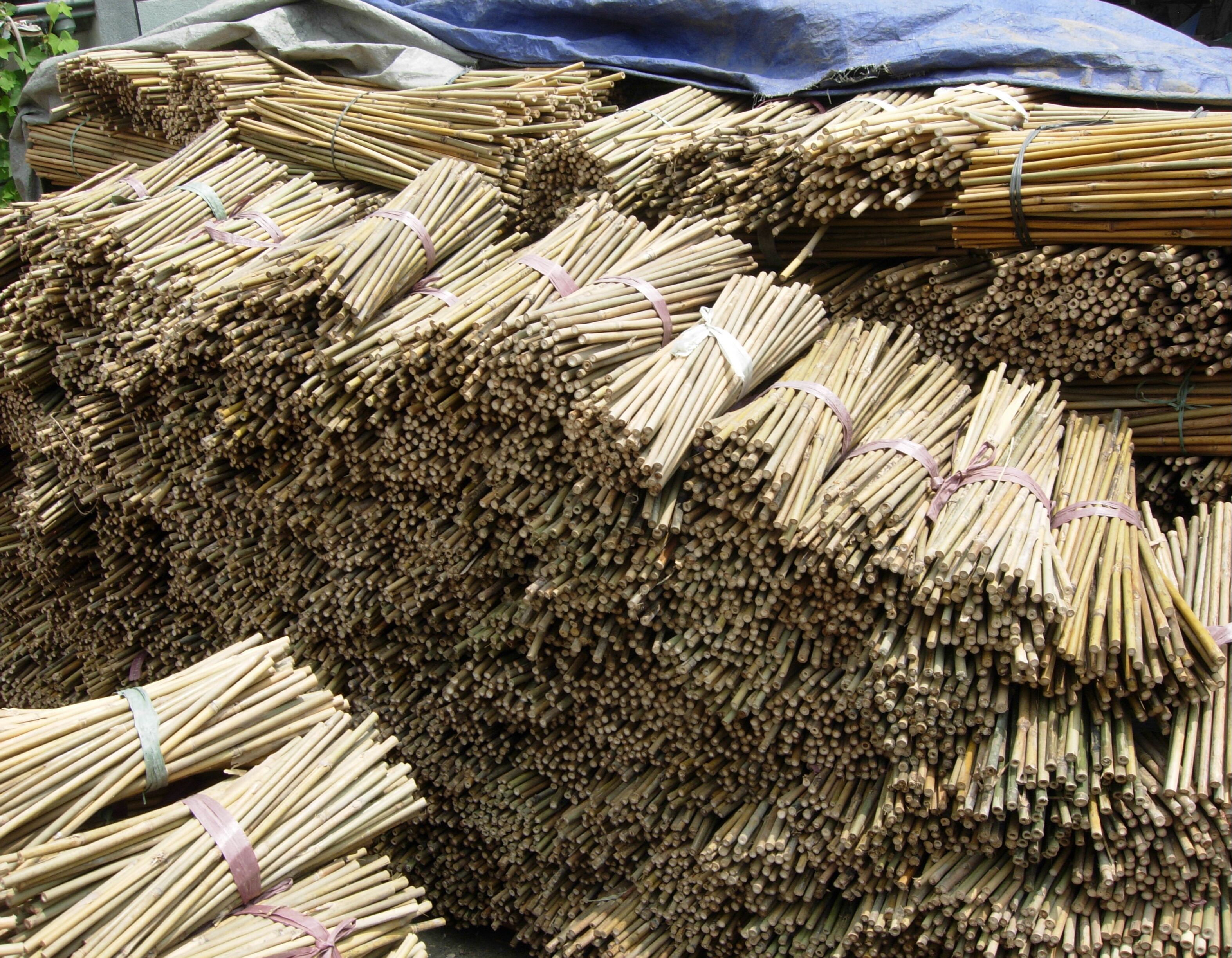 Eco-Friendly Bamboo Poles Toamto Beans Potted Plants for Indoor and Outdoor Plants