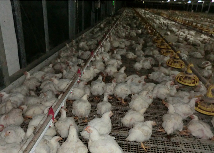 Broiler Flooring Raising Chicken Farm Equipment 4 Drinker /M