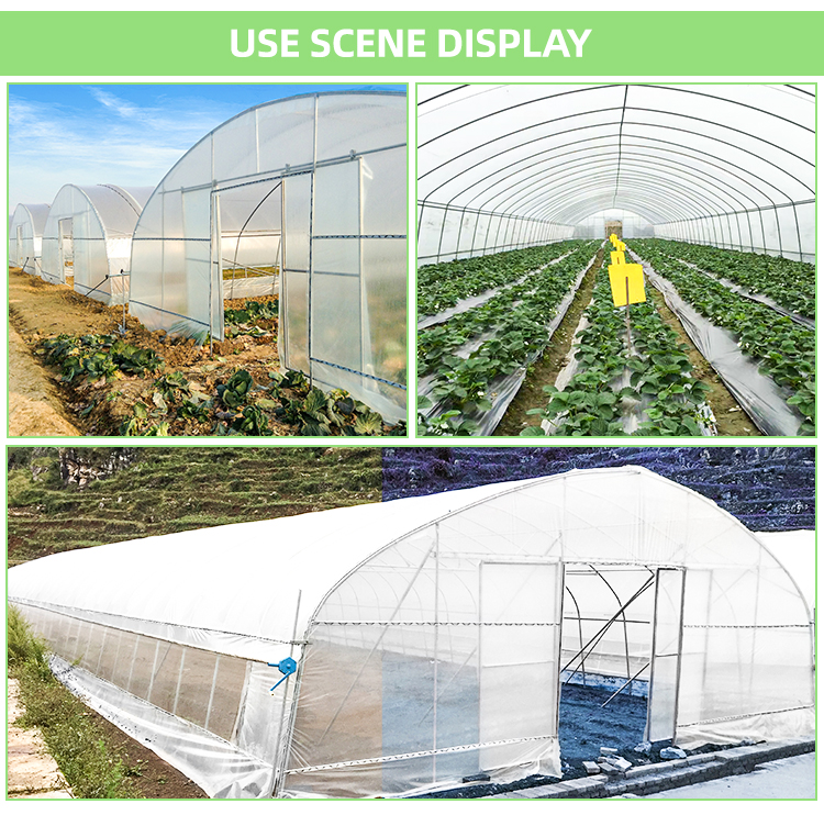 Galvanized Steel Pipe Frame Tunnel Greenhouse for Vegetables and Fruits