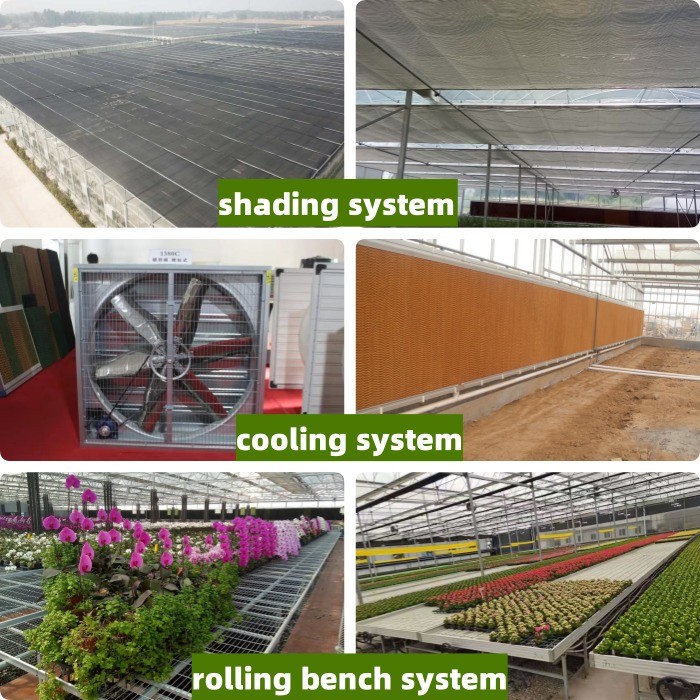 6x12 6x10 6x8 Large Venlo Type Polycarbonate Greenhouse Design With Galvanized Steel Structure