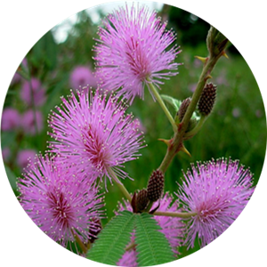 Finely Shredded Mimosa Extract Mimoside Sensitiveplant Herb Extract
