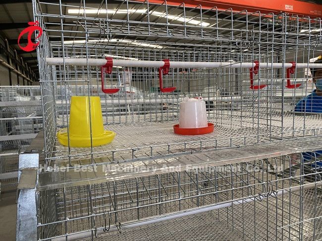 A And H Poultry Broiler Cage Raising Equipment For Day Old Chicks Sandy