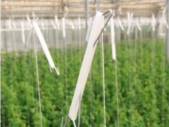Hanging System Tomato Plant Greenhouse Cover Material Plastic Film 0.12 / 0.15 / 0.20mm