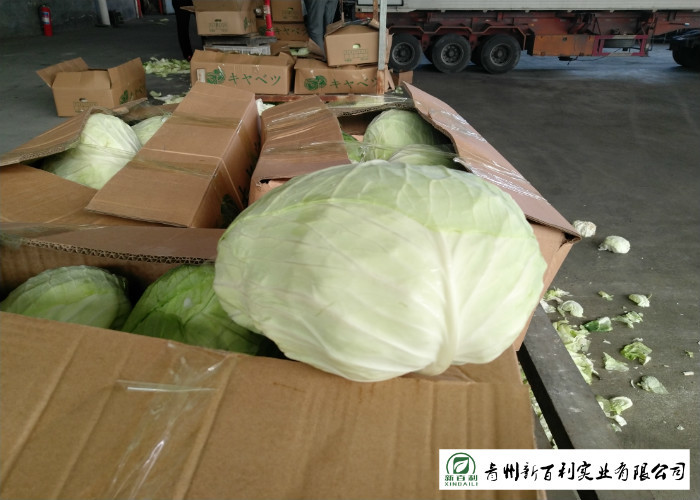 Clean Healthy Fresh Green Cabbage Own Plantation Supply To Supermarket