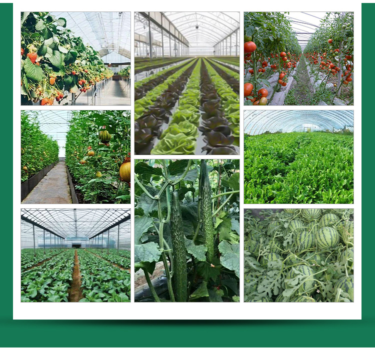 Chinese Style Metal Frame Solar Prefab Tomato Greenhouse for Outdoors and Agriculture