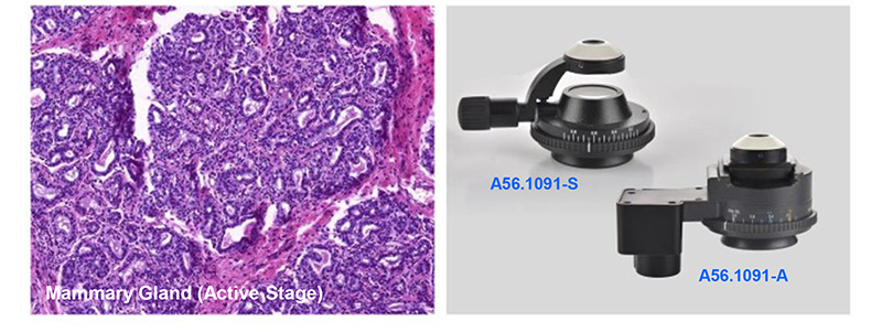 Research Scientific Full Auto Motorized Opto-Edu Binocular Biological Microscope A12.1095