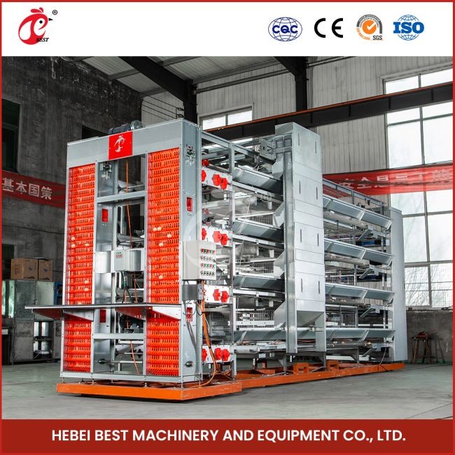 H Type 30000 Birds Automatic Egg Layer Chicken Cage With Manure Conveyor Belt Ada