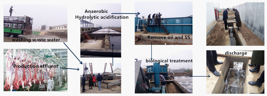 1200KG Halal Poultry Slaughter Plant for Advanced Cattle Sheep and Chicken Processing