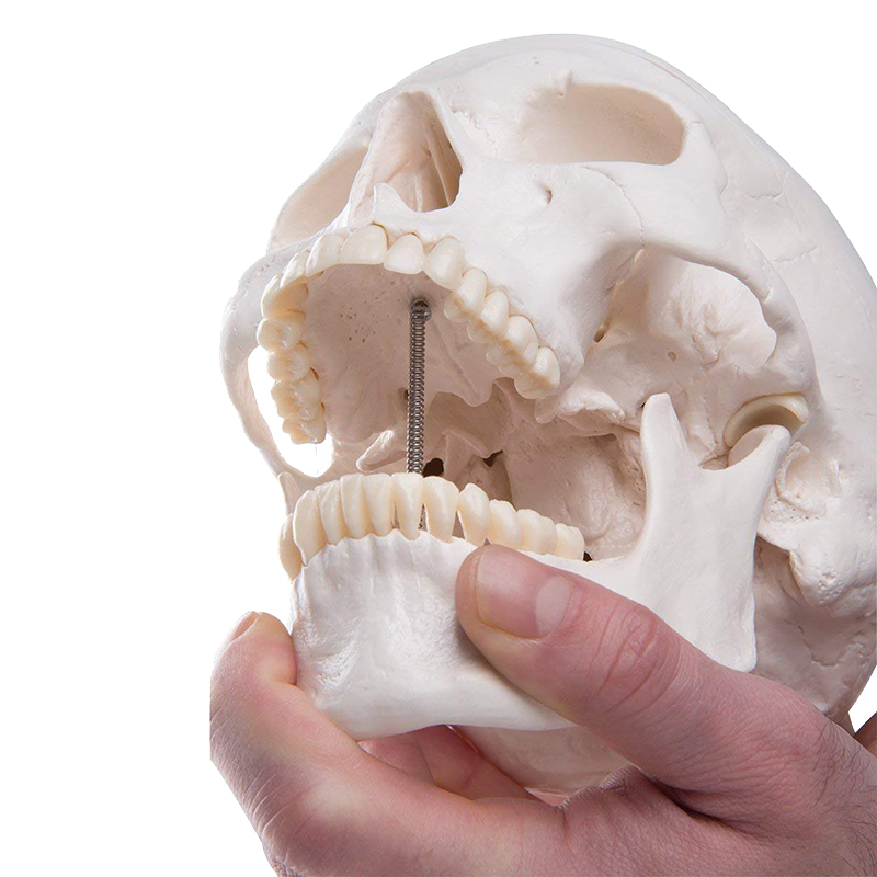 Life Size Adult Human Skull Anatomical Head Skeleton Model With Removable Teeth