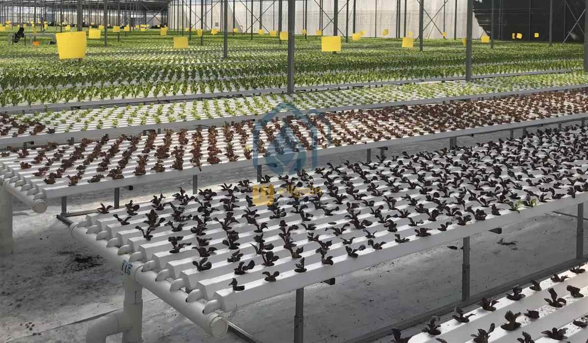 Agricultural Vertical NFT Hydroponic Lettuce Growing Systems Equipment In Greenhouse