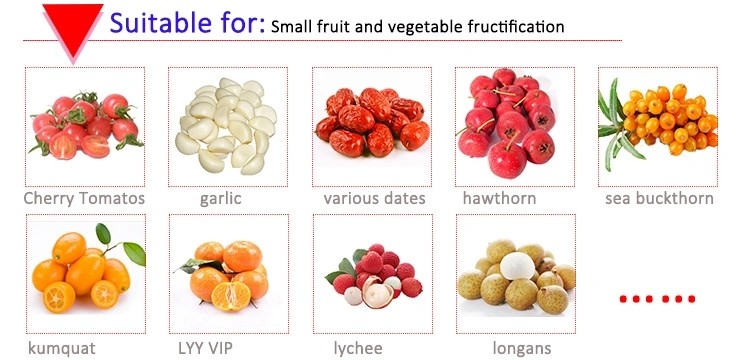 Fruit Avocado Oranges Dates Size Grading Sorting Machine Mutifunction Automatic