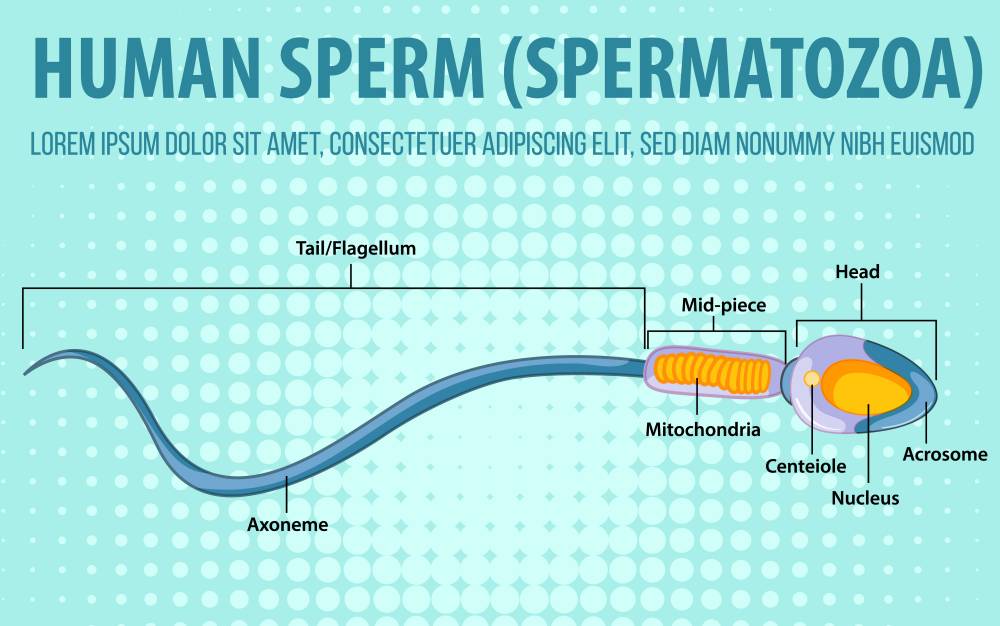Human Semen Health Rapid Test PSA Qualitative Detection 40T 50T