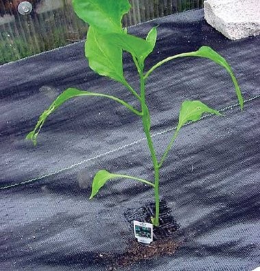 Aeration root pot mall holes in the form of cones throughout the sides of the container