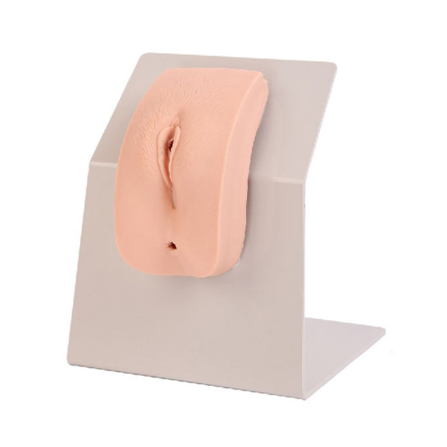 Female Pvc 21*13*20cm Catheterization Training Models