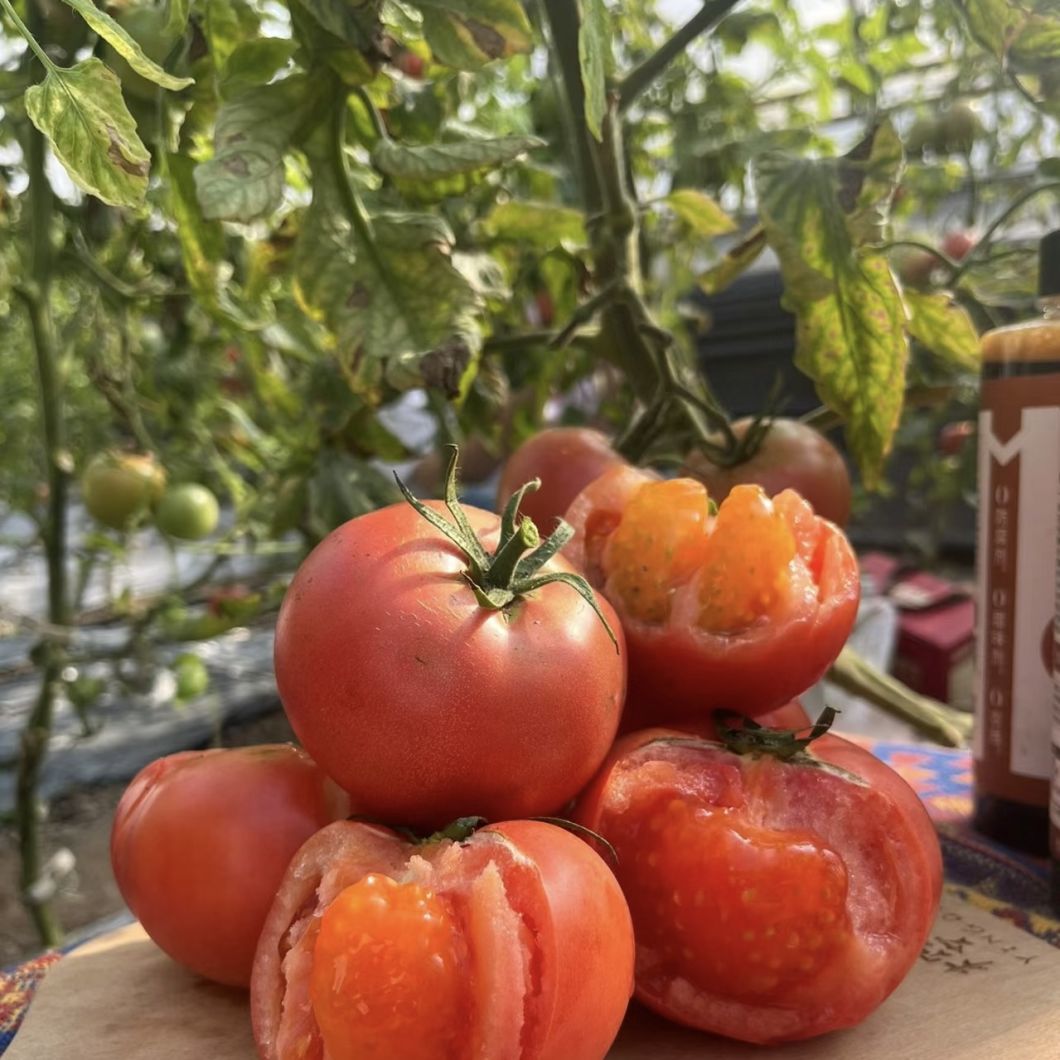 PVC Pipe Drip Irrigation Greenhouse