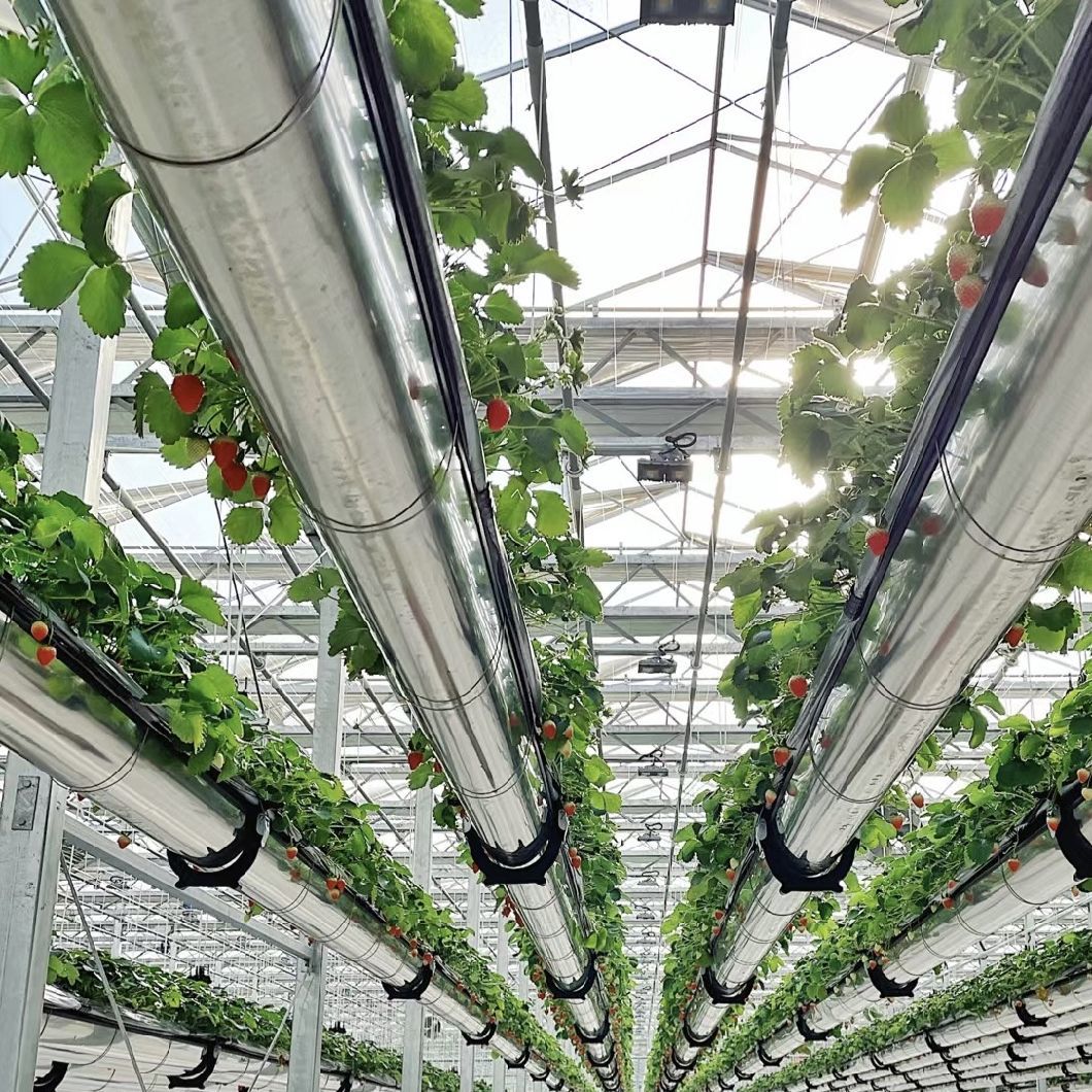 Shading Screen Glass Greenhouse for Flower Cultivation