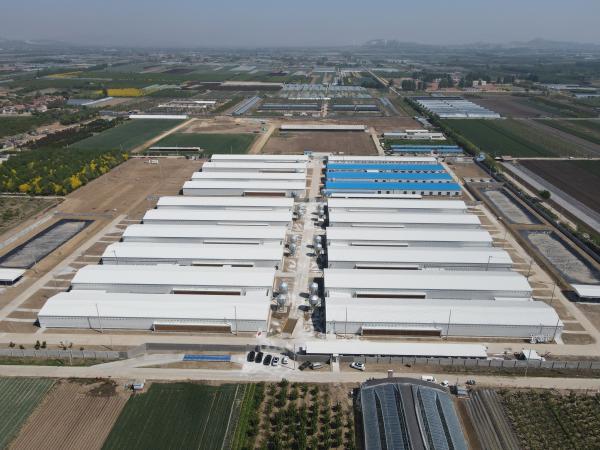 Industrial Steel Structural Buildings Prefabricated Steel Poultry House