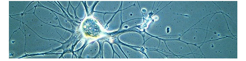 OPTO EDU A14.1096 Laboratory 22mm Inverted Fluorescence Microscope