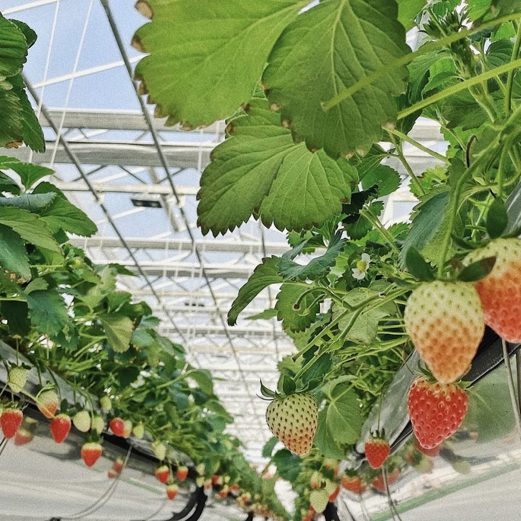 Drip Irrigation Glass Greenhouse with Vegetables